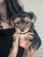 jutes, a male Yorkshire Terrier for sale in Conway, AR – 1 of 1