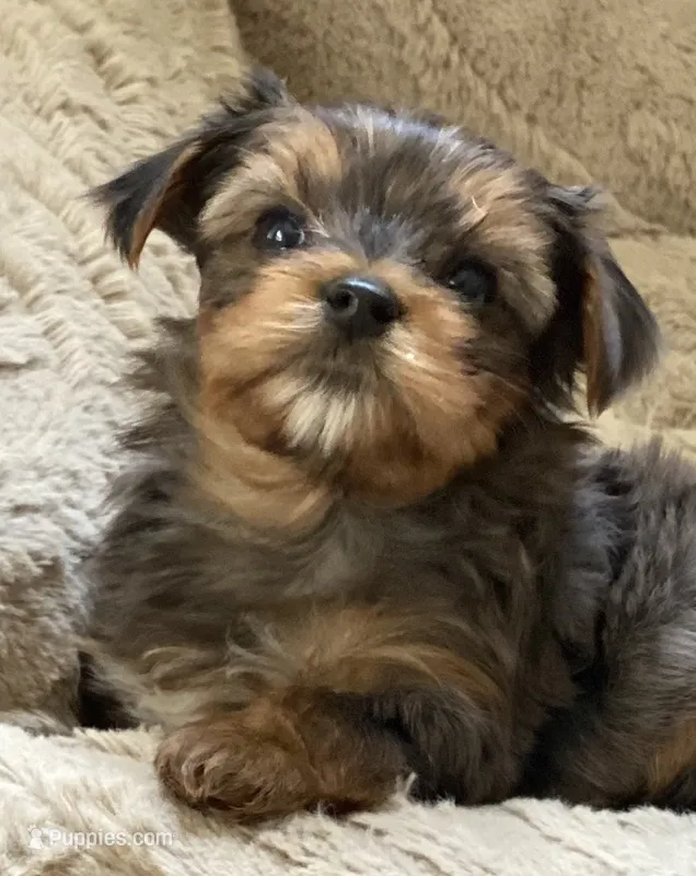 puppy 2 – Yorkshire Terrier puppy for sale in Conway, AR