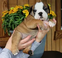 Summit, a male Olde English Bulldogge for sale in Hookerton, NC – 8 of 10