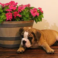 Riley, a male English Bulldog for sale in Hookerton, NC – Photo 5 of 8