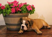 Riley, a male English Bulldog for sale in Hookerton, NC – Photo 5 of 8