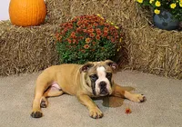Riley, a male English Bulldog for sale in Hookerton, NC – Photo 4 of 8