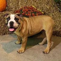 Riley, a male English Bulldog for sale in Hookerton, NC – Photo 3 of 8