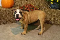 Riley, a male English Bulldog for sale in Hookerton, NC – Photo 3 of 8