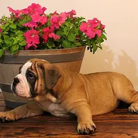 Riley, a male English Bulldog for sale in Hookerton, NC – Photo 6 of 8