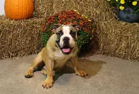 Riley, a male English Bulldog for sale in Hookerton, NC – Photo 1 of 8