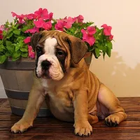 Riley, a male English Bulldog for sale in Hookerton, NC – Photo 7 of 8