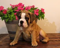 Riley, a male English Bulldog for sale in Hookerton, NC – Photo 7 of 8