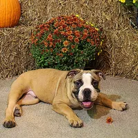 Riley, a male English Bulldog for sale in Hookerton, NC – Photo 2 of 8