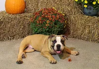 Riley, a male English Bulldog for sale in Hookerton, NC – Photo 2 of 8