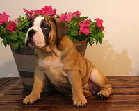 Riley, a male English Bulldog for sale in Hookerton, NC – Photo 8 of 8
