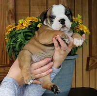 Summit, a male Olde English Bulldogge for sale in Hookerton, NC – 10 of 10
