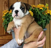 Summit, a male Olde English Bulldogge for sale in Hookerton, NC – 3 of 10