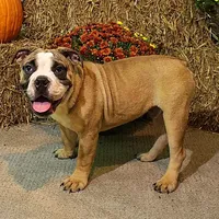 Riley, a male Olde English Bulldogge for sale in Hookerton, NC – Photo 5 of 9