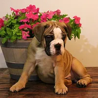 Riley, a male Olde English Bulldogge for sale in Hookerton, NC – Photo 6 of 9