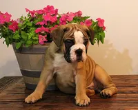 processed/78113c85-b66a-4247-8dc6-2a398b4b2b02/listing/2fc72978-c90c-47aa-889c-28bb43b7b6fe/29f92c87-12c0-46ef-83d3-479afe4a3d2b