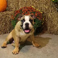 Riley, a male Olde English Bulldogge for sale in Hookerton, NC – Photo 1 of 9