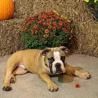 Riley, a male Olde English Bulldogge for sale in Hookerton, NC – Photo 2 of 9