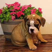 Riley, a male Olde English Bulldogge for sale in Hookerton, NC – Photo 8 of 9