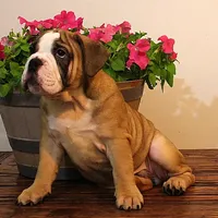 Riley, a male Olde English Bulldogge for sale in Hookerton, NC – Photo 9 of 9