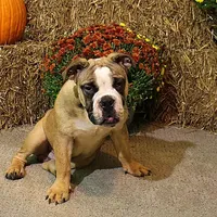 Riley, a male Olde English Bulldogge for sale in Hookerton, NC – Photo 3 of 9