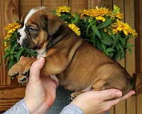 Ridge, a male Olde English Bulldogge for sale in Hookerton, NC – 3 of 10