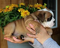 Meadow, a female Olde English Bulldogge for sale in Hookerton, NC – 6 of 9