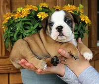 Summit, a male Olde English Bulldogge for sale in Hookerton, NC – 7 of 10