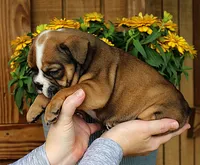 Ridge, a male Olde English Bulldogge for sale in Hookerton, NC – 9 of 10