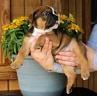 Ridge, a male Olde English Bulldogge for sale in Hookerton, NC – 1 of 10