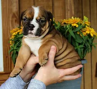 Ridge, a male Olde English Bulldogge for sale in Hookerton, NC – 7 of 10