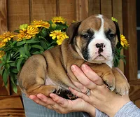 Canyon, a male Olde English Bulldogge for sale in Hookerton, NC – 3 of 9