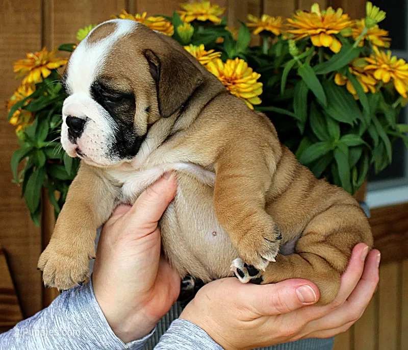 Meadow – Olde English Bulldogge puppy for sale in Hookerton, NC
