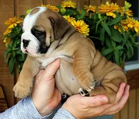 Meadow, a female Olde English Bulldogge for sale in Hookerton, NC – 1 of 9