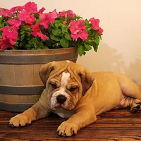 Quinlan, a male Olde English Bulldogge for sale in Hookerton, NC – Photo 7 of 9