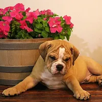 Quinlan, a male Olde English Bulldogge for sale in Hookerton, NC – Photo 8 of 9