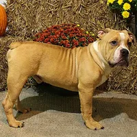 Quinlan, a male Olde English Bulldogge for sale in Hookerton, NC – Photo 4 of 9