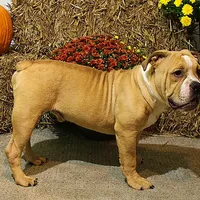 Quinlan, a male Olde English Bulldogge for sale in Hookerton, NC – Photo 2 of 9