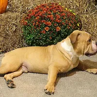 Quinlan, a male Olde English Bulldogge for sale in Hookerton, NC – Photo 3 of 9