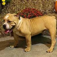 Quinlan, a male Olde English Bulldogge for sale in Hookerton, NC – Photo 5 of 9