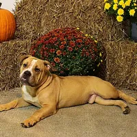 Quinlan, a male Olde English Bulldogge for sale in Hookerton, NC – Photo 1 of 9