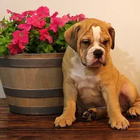 Quinlan, a male Olde English Bulldogge for sale in Hookerton, NC – Photo 6 of 9