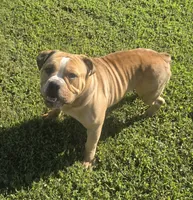 Quinnlan, a male Olde English Bulldogge for sale in Hookerton, NC – 2 of 4