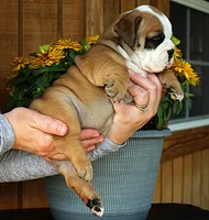 Meadow, a female Olde English Bulldogge for sale in Hookerton, NC – 2 of 9