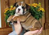 Canyon, a male Olde English Bulldogge for sale in Hookerton, NC – 1 of 9