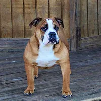 Darby, a female English Bulldog for sale in Hookerton, NC – Photo 4 of 7