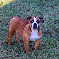 Darby, a female English Bulldog for sale in Hookerton, NC – Photo 2 of 7