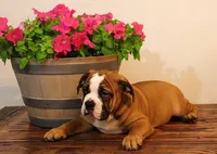 processed/78113c85-b66a-4247-8dc6-2a398b4b2b02/listing/6b70a1ee-5475-47f0-b511-8c6480c6e35b/618d8f09-d7b1-4660-8cf9-8825c9a04c20