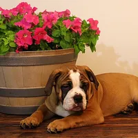 Darby, a female English Bulldog for sale in Hookerton, NC – Photo 5 of 7