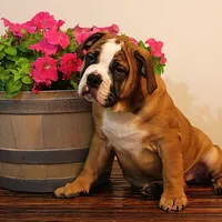 Darby, a female English Bulldog for sale in Hookerton, NC – Photo 6 of 7